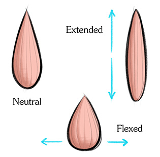 Shape of the tensor fasciae latae
