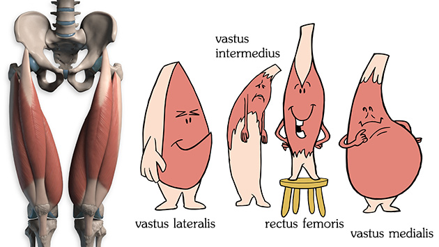 Vastus lateralis, vastus medialis, vastus intermedius, rectus femoris