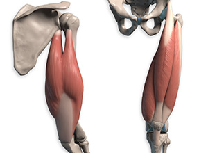 Srovnání tricepsu a kvadricepsu