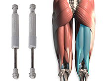Hamstrings resemble pistons