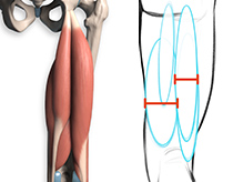 The hamstring muscles represented as ovals