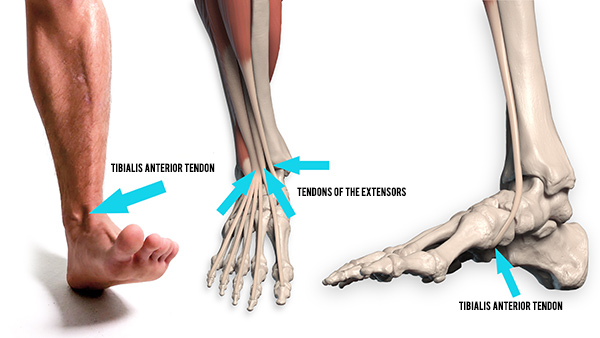 How To Draw The Lower Leg Anatomy For Artists Proko