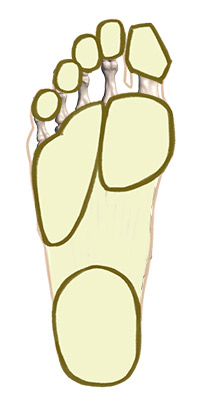 fat pads on bottom of foot