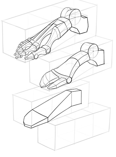 drawing the foot simplified step by step