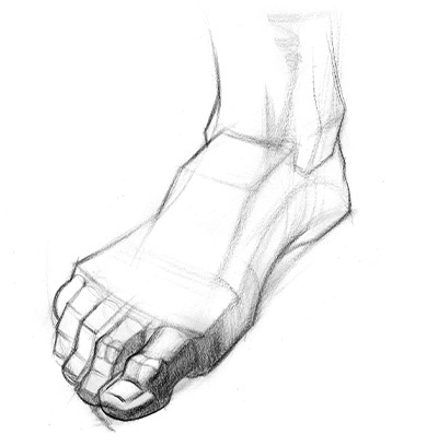 drawing the foot in different steps