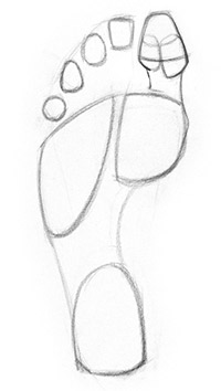 shape of the fat pads on feet