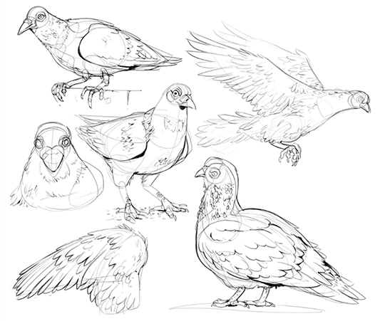 pigeon